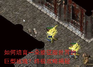 如何培育一朵能征服世界的巨型玫瑰?终极攻略揭秘 如何培育一朵能征服世界的巨型玫瑰?终极攻略揭秘