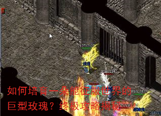 如何培育一朵能征服世界的巨型玫瑰?终极攻略揭秘 如何培育一朵能征服世界的巨型玫瑰?终极攻略揭秘